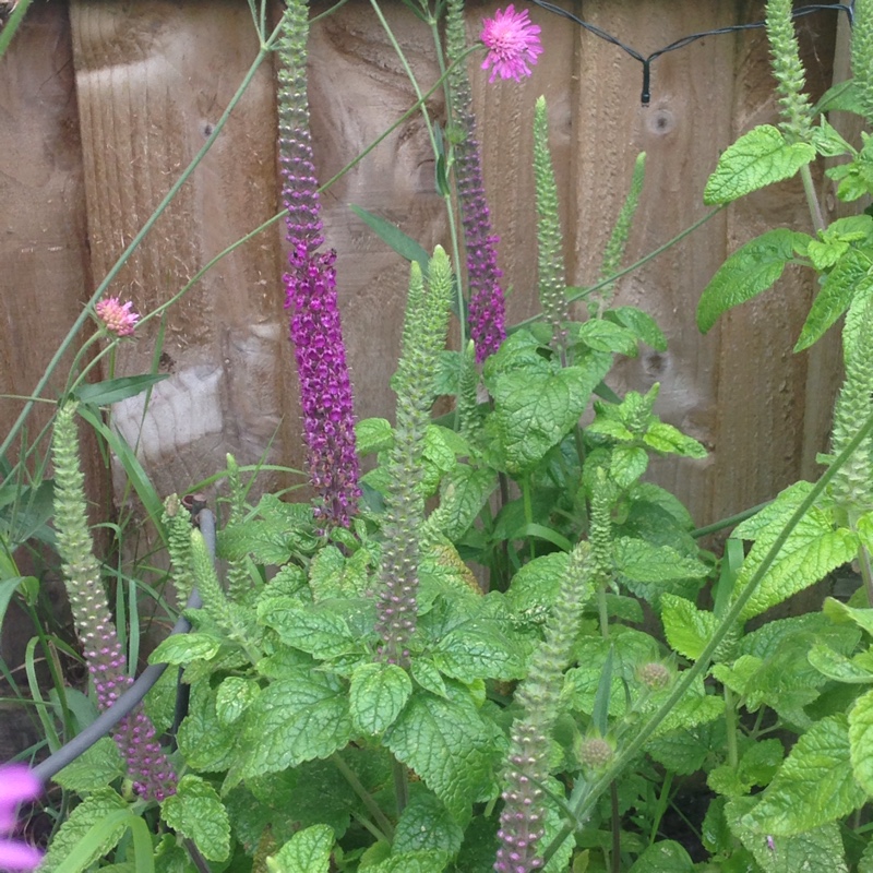 Plant image Teucrium hercanicum