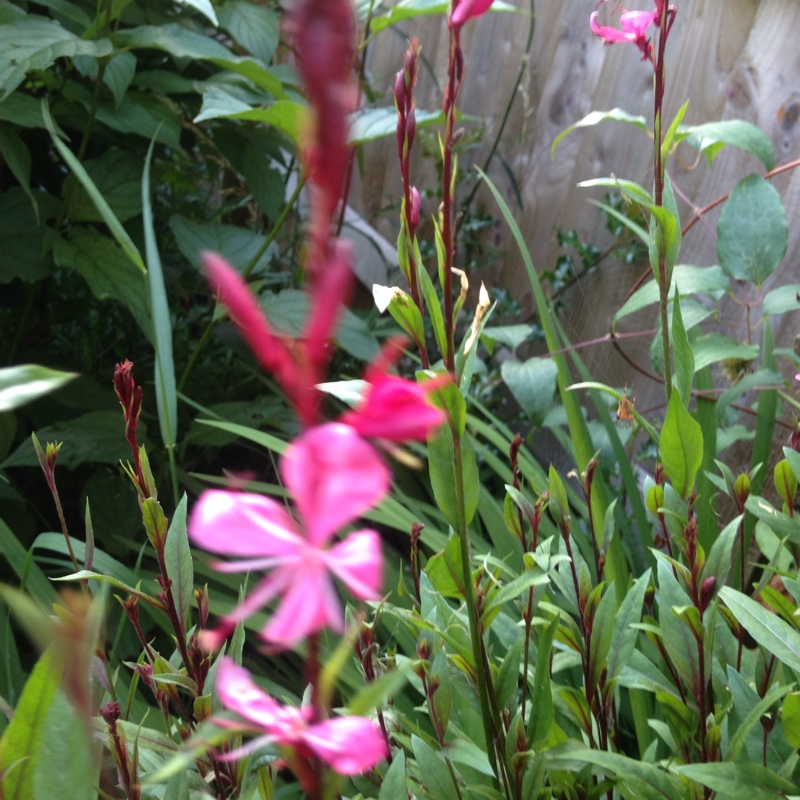 Plant image Oenothera lindheimeri 'Florgaucompi' syn. Oenothera lindheimeri 'Gaudi Pink', Gaura lindheimeri 'Gaudi Pink'