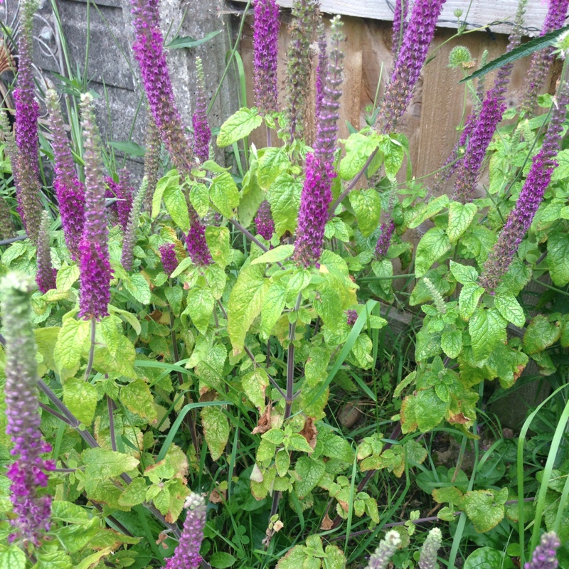 Plant image Teucrium hercanicum