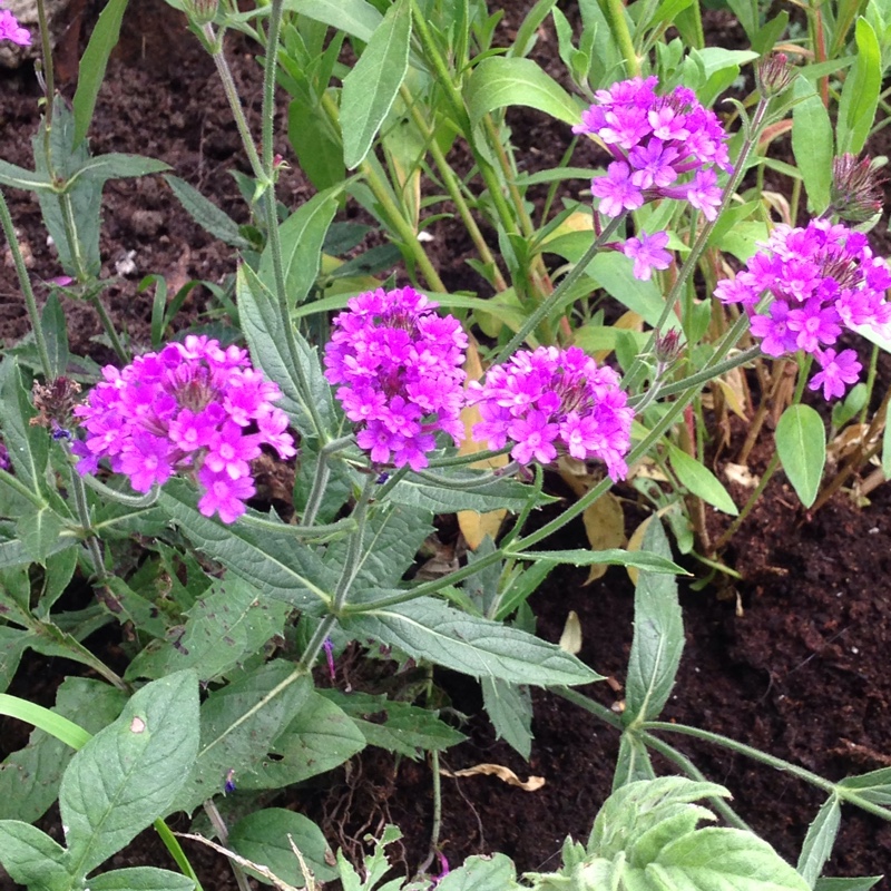 Plant image Verbena rigida syn. Verbena venosa