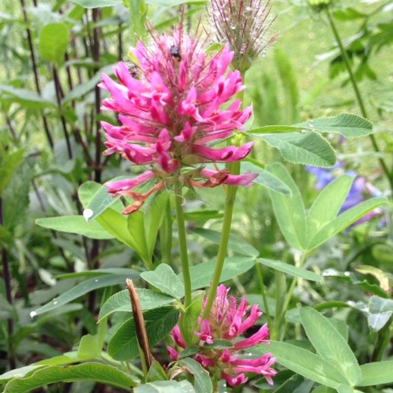 Plant image Trifolium rubens 'Peach Pink'