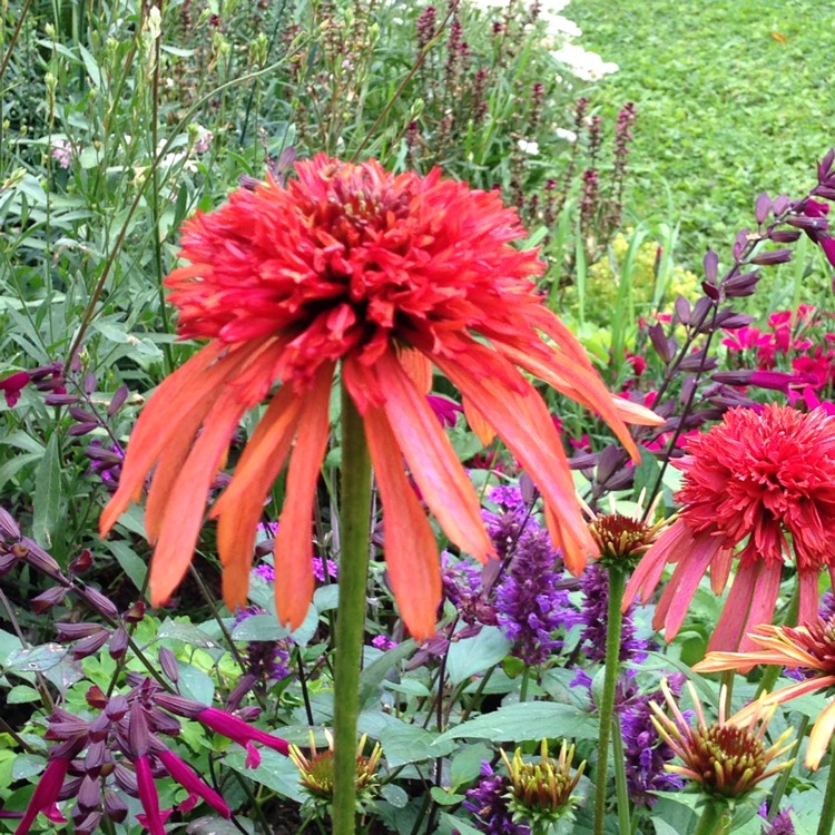 Plant image Echinacea 'Eccentric'