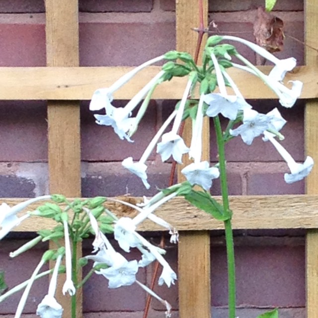 Plant image Nicotiana Sylvestris