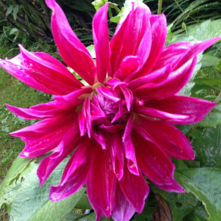 Plant image Dahlia 'Mero Star'