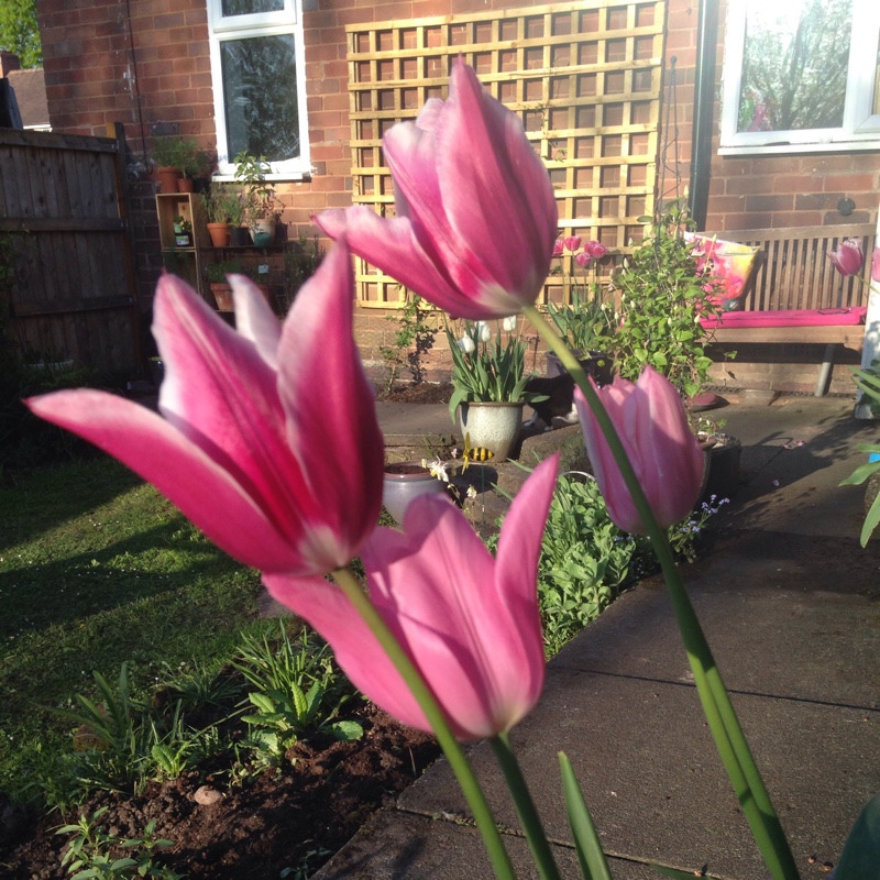 Plant image Tulipa 'Purple Dream'