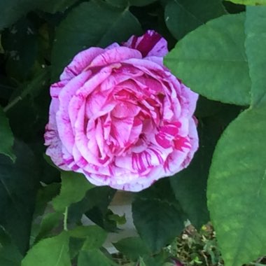 Old Rose 'Ferdinand Pichard'