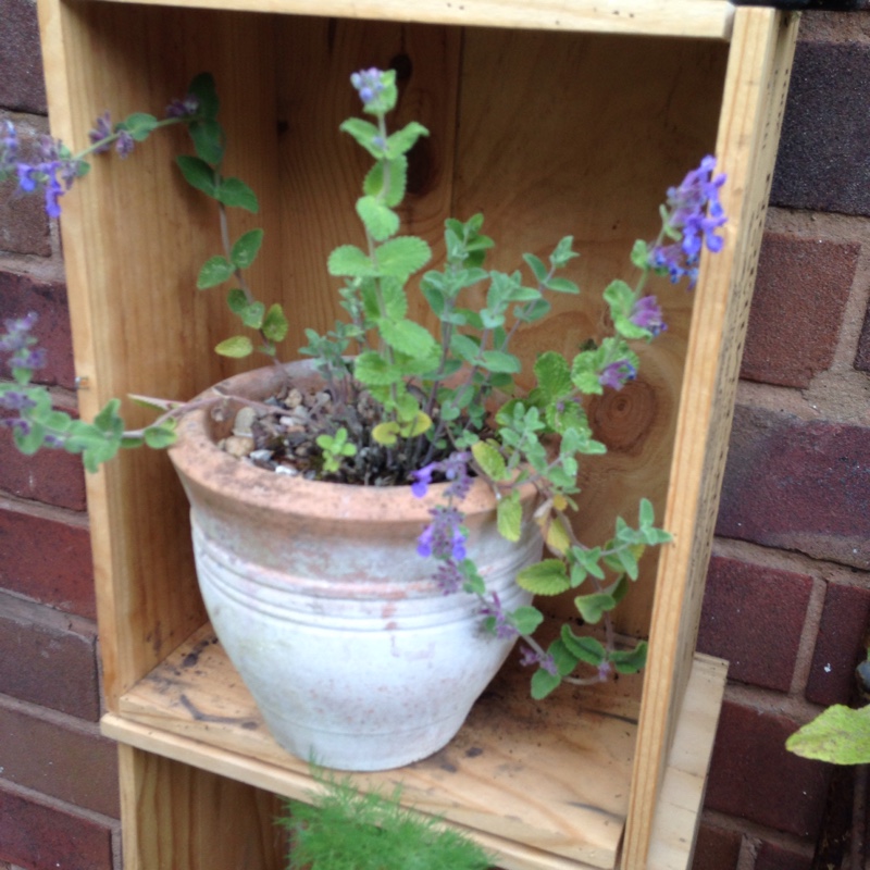 Plant image Calamintha nepeta subsp. nepeta