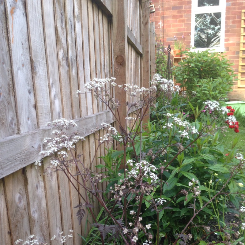 Plant image Anthriscus sylvestris 'Ravenswing'