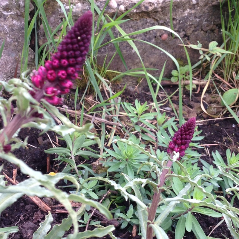 Plant image Lysimachia atropurpurea 'Beaujolais'