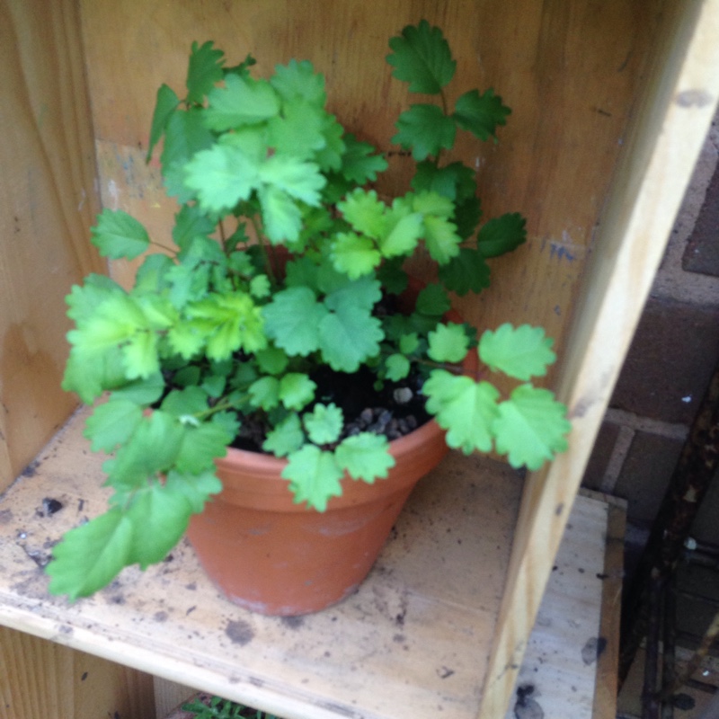 Plant image Sanguisorba minor