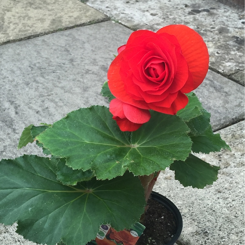 Tuberous Begonia 'Nonstop Mix'