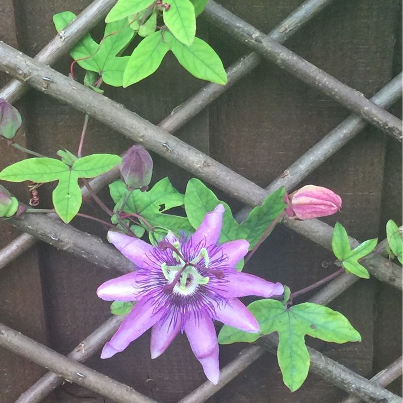 Passion Flower 'Amethyst'