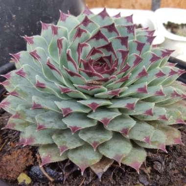 Sempervivum Tectorum var. Calcareum