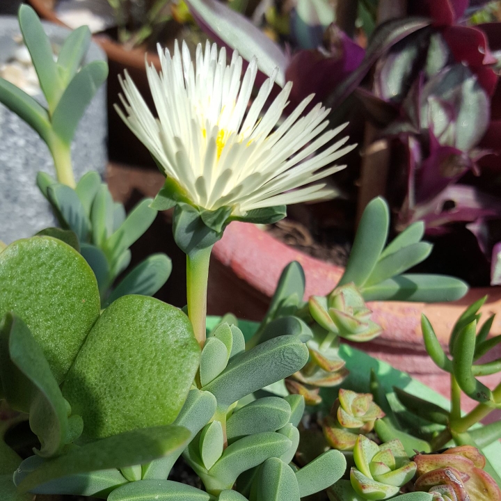 Plant image Delosperma 'Alba'