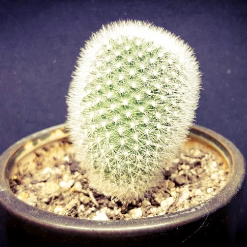 Plant image Notocactus succineus var. albispinus syn. Parodia scopa f. albiseta