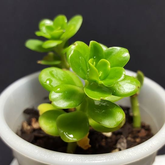 Plant image Sedum Confusum