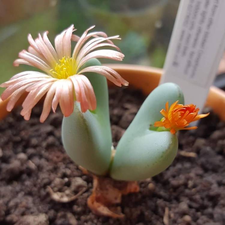 Plant image Conophytum Igniflorum