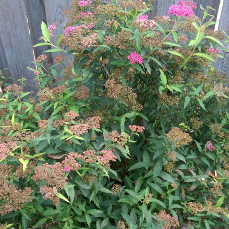 Plant image Spiraea japonica 'Anthony Waterer'