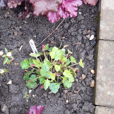 Plant image Heuchera 'Little Cutie Peppermint'