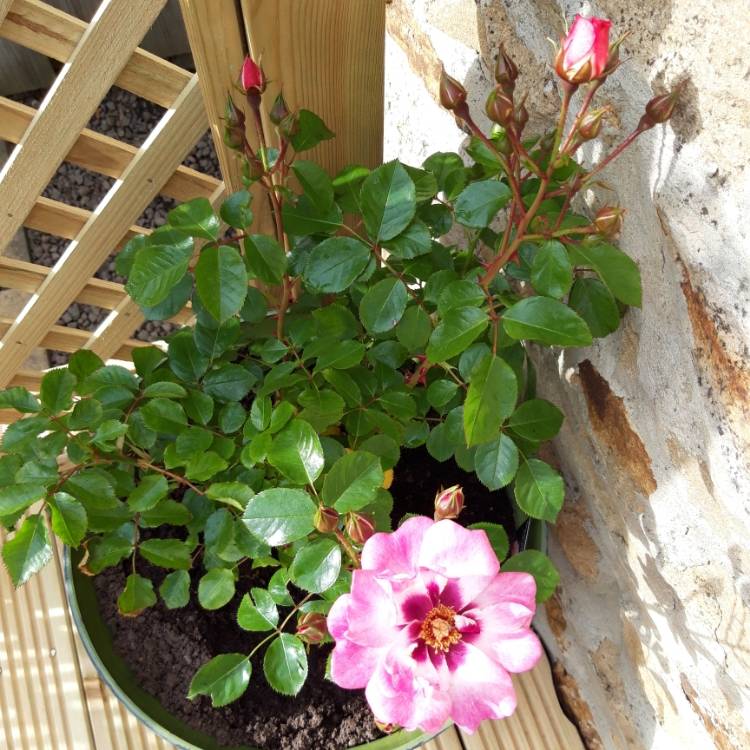 Plant image Rosa 'Albravo' syn. Rosa 'Angel Eyes'