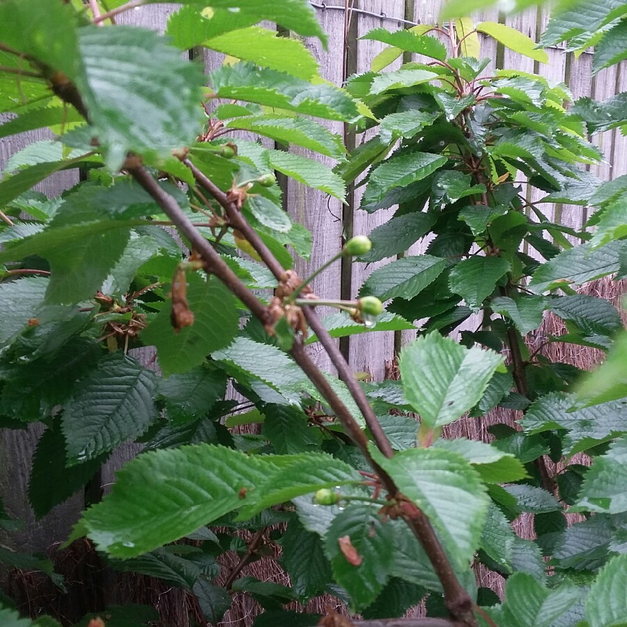 Prunus Cerasus 'Morello'