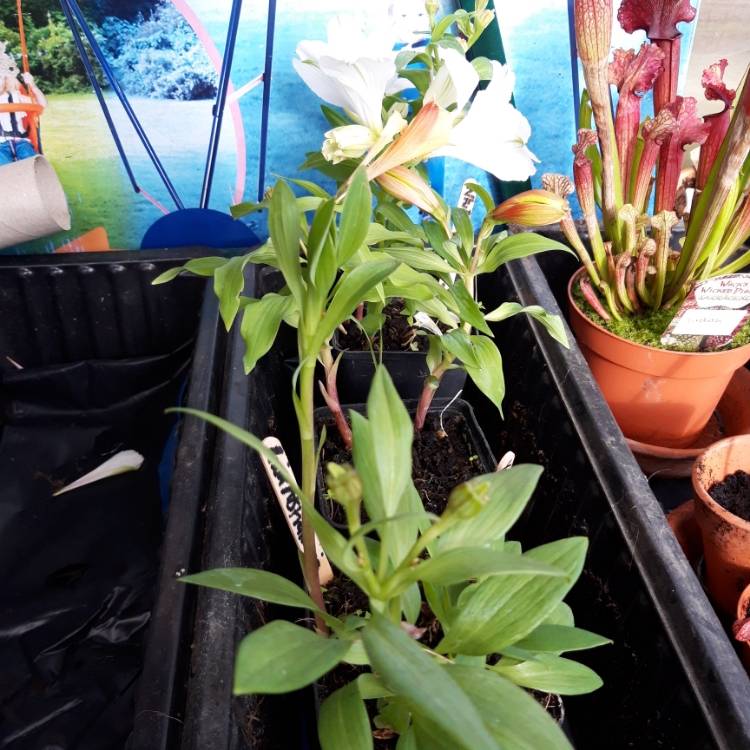 Plant image Alstroemeria 'Apollo'