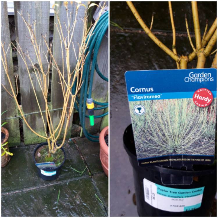 Plant image Cornus sericea 'Flaviramea' syn. Cornus stolonifera 'Flaviramea'