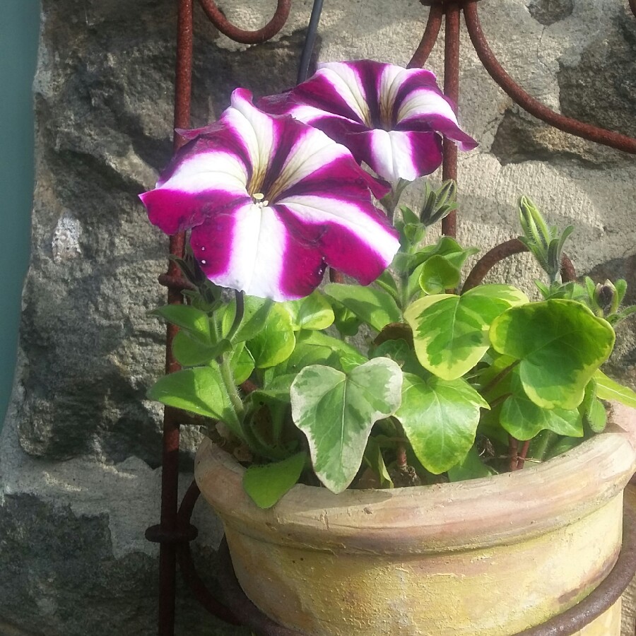 Plant image Petunia 'Tumbelina Cherry Ripple' (Tumbelina Series) syn. Petunia 'Cherry Ripple'