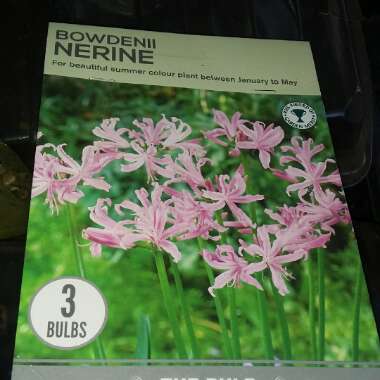 Nerine bowdenii