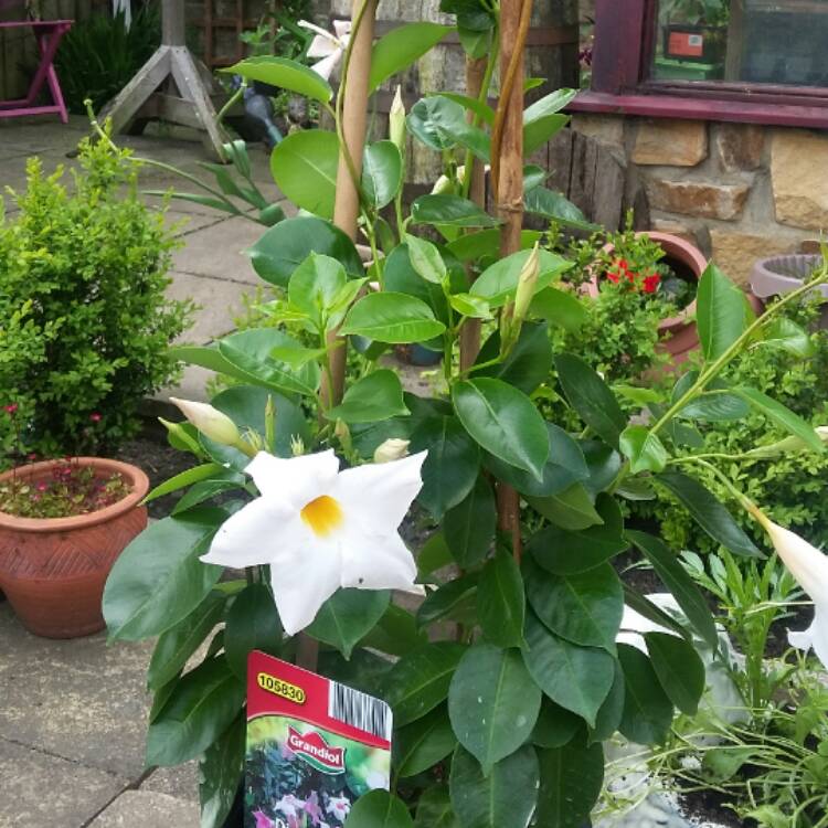 Plant image Mandevilla boliviensis syn. Dipladenia boliviensis