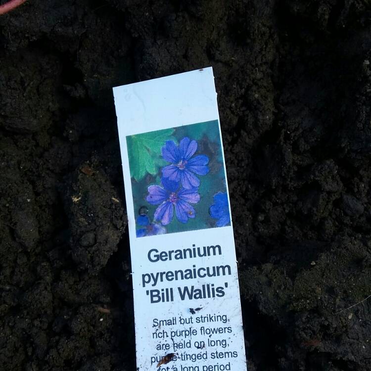 Plant image Geranium pyrenaicum 'Bill Wallis'