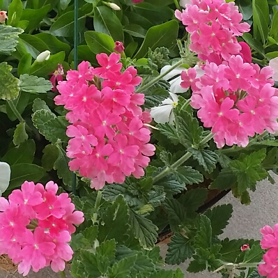 Plant image Verbena 'Aztec Wild Rose'