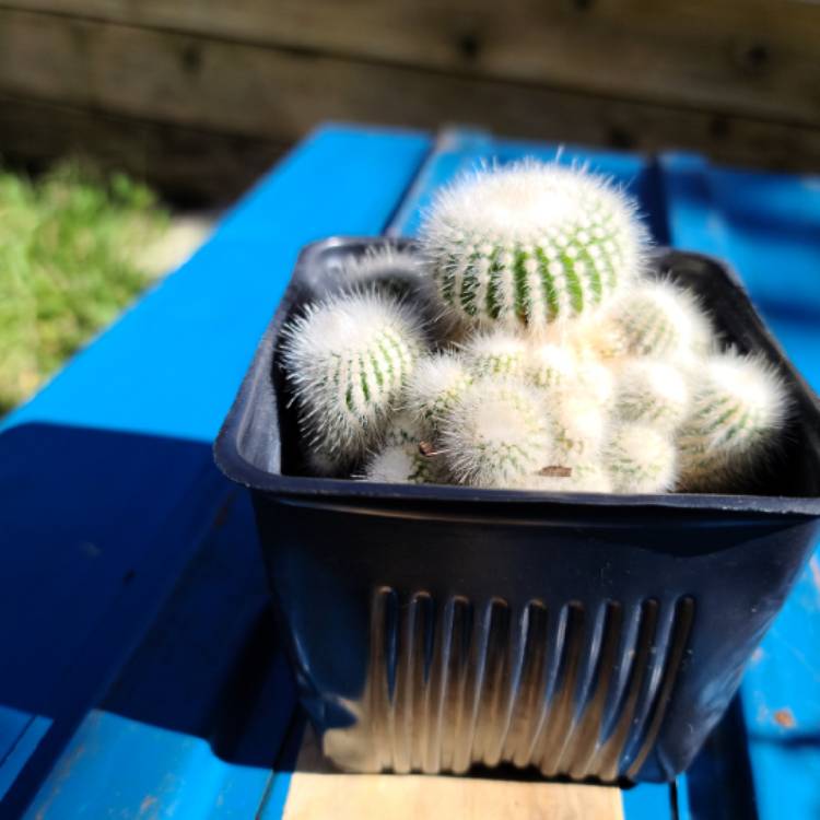 Plant image Notocactus succineus var. albispinus syn. Parodia scopa f. albiseta