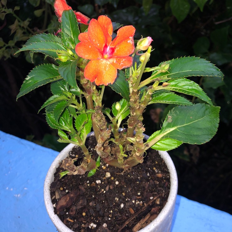 Plant image Impatiens x hybrida hort