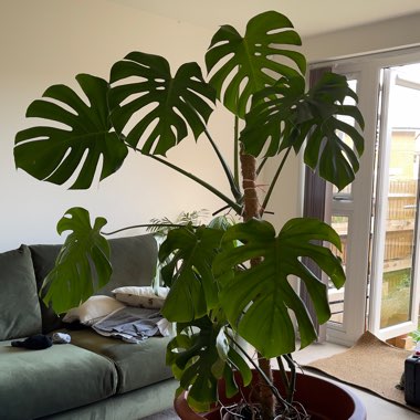 Monstera deliciosa