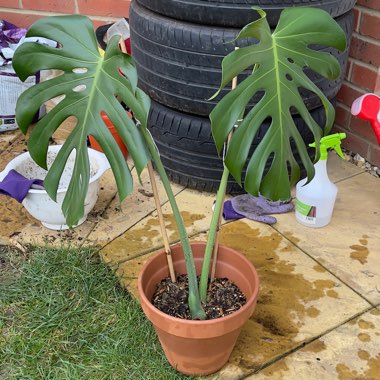 Monstera deliciosa