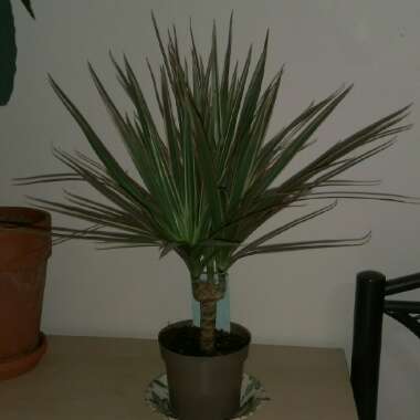 Dracaena marginata 'Tricolour'