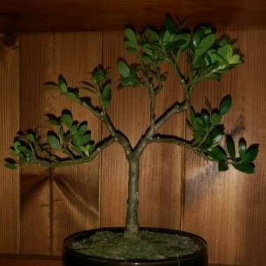 Ilex crenata 'Dark Green'