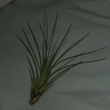 Tillandsia filifolia