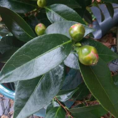 Camellia japonica 'Volunteer'