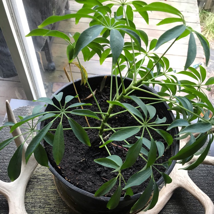 Plant image Schefflera Arboricola 'Jacqueline'