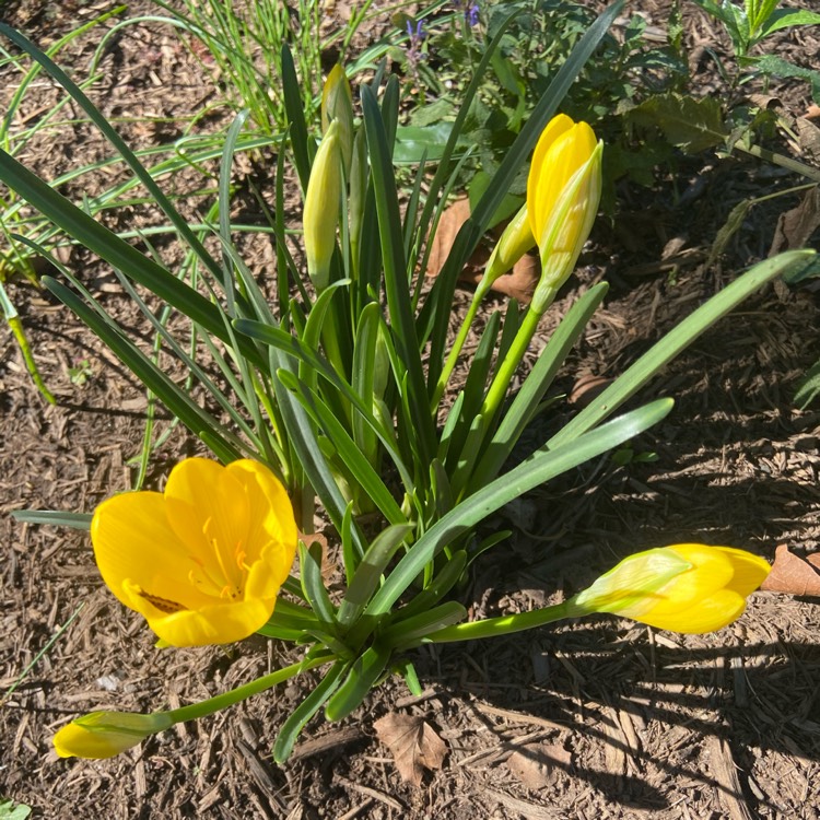 Plant image Crocus chrysanthus 'Romance'