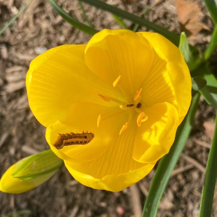 Plant image Crocus chrysanthus 'Romance'