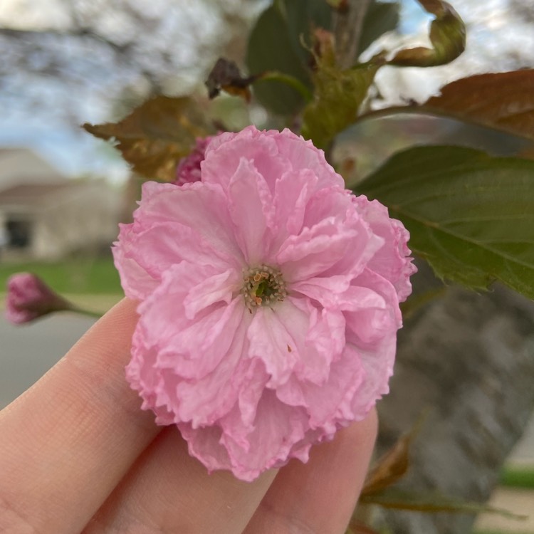 Plant image Prunus 'Kanzan'