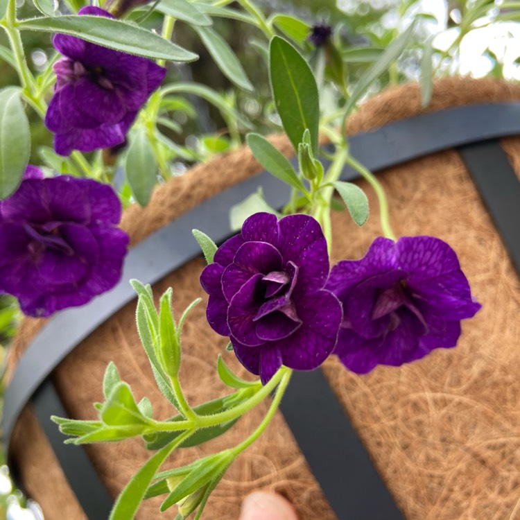 Plant image Calibrachoa Mini Famous 'Double Amethyst'