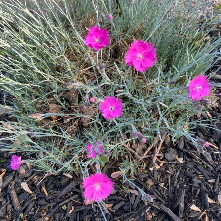 Plant image Dianthus gratianopolitanus 'Cheddar Pink'