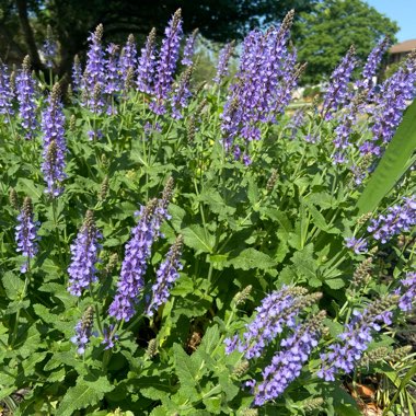 Salvia 'Blue Spire' syn. Perovskia 'Blue Spire'