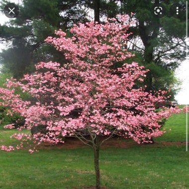 Cornus florida f. rubra