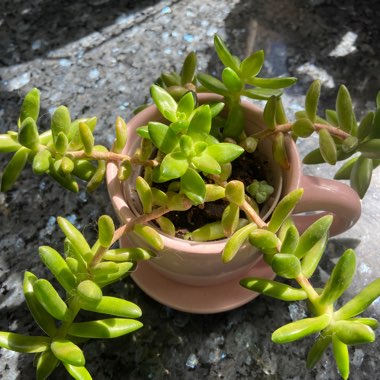 Sedum Nussbaumerianum ‘Orange Delight'