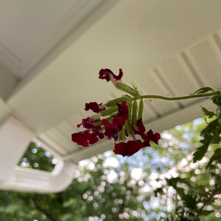 Plant image Geranium 'Gernic' syn. Geranium 'Summer Skies'